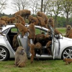 30 chú khỉ đầu chó phá xe Hyundai i30 suốt 1 ngày